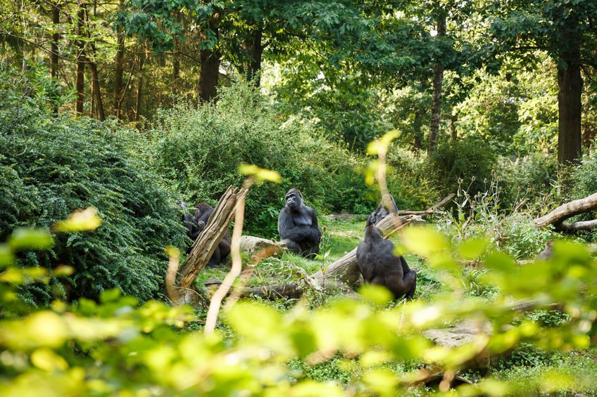 Western lowland gorillas